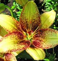 ����� ����� ���������