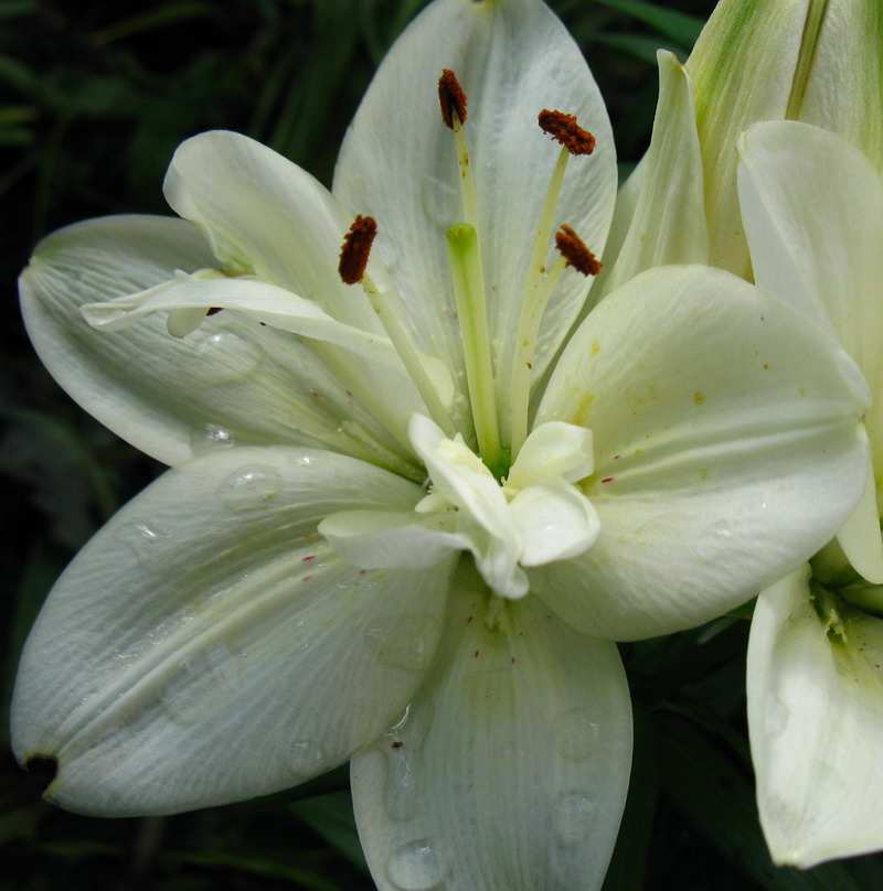 ����� ���������� �������